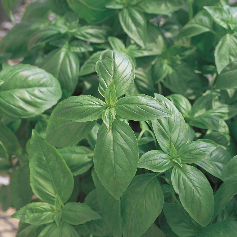 Bonnie Plants 8 in. Basil 'Sweet Genovese' Herb Plant 1005988019