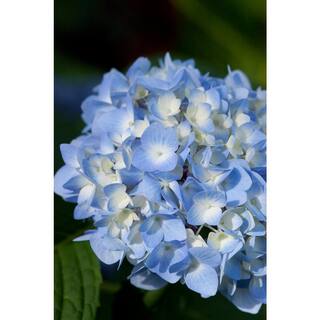 Brighter Blooms 2 Gal. The Original Reblooming Hydrangea Flowering Shrub with Pink or Blue Flowers HYD-END2