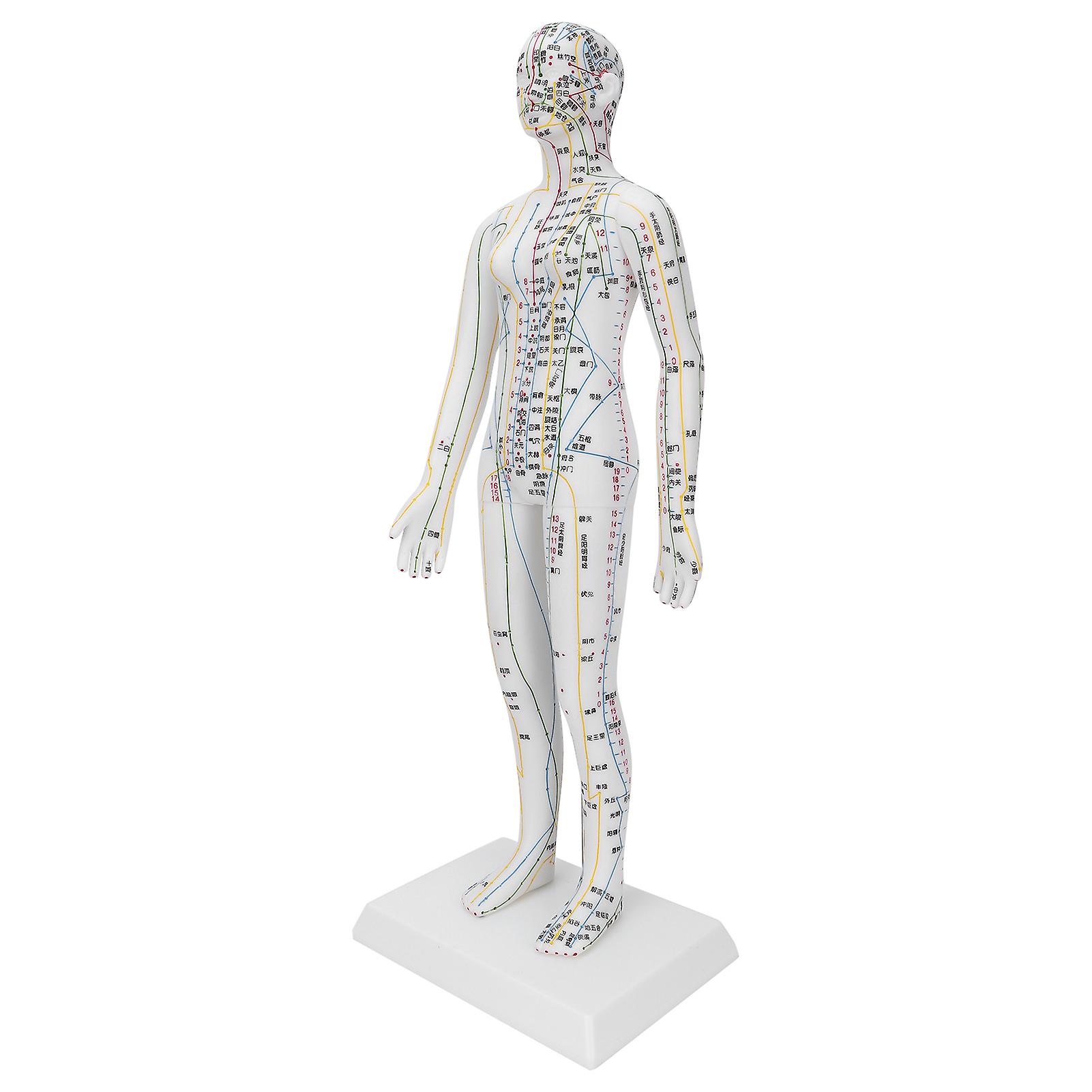 Teaching Acupuncture Meridians Model Women Acupuncture Model With Base Acupuncture Needle Set