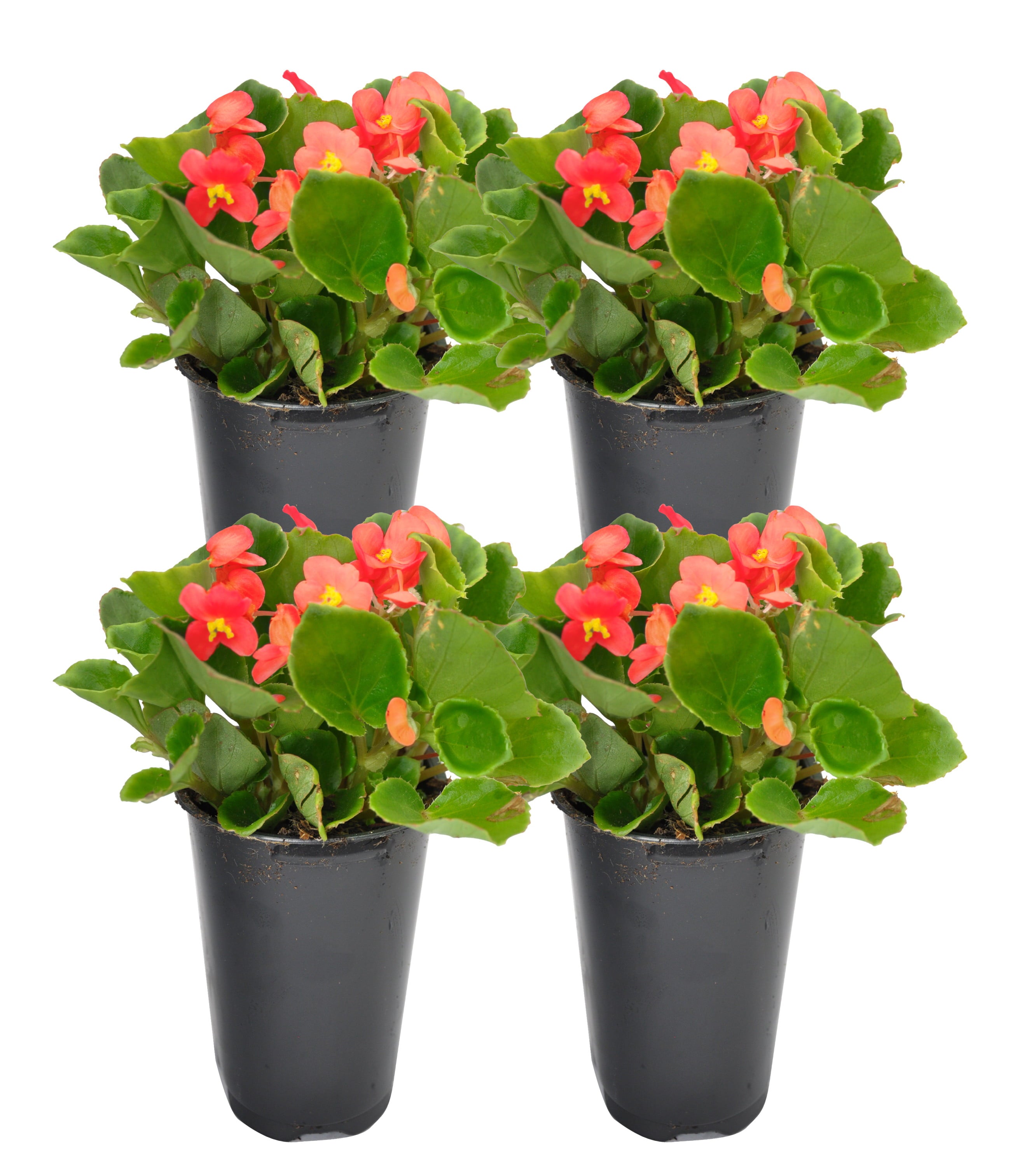 Costa Farms  Live Outdoor 7in. Tall Red Wax Begonia; Partial Shade Outdoors Plant in 4.5in. Grower Pot， 4-Pack