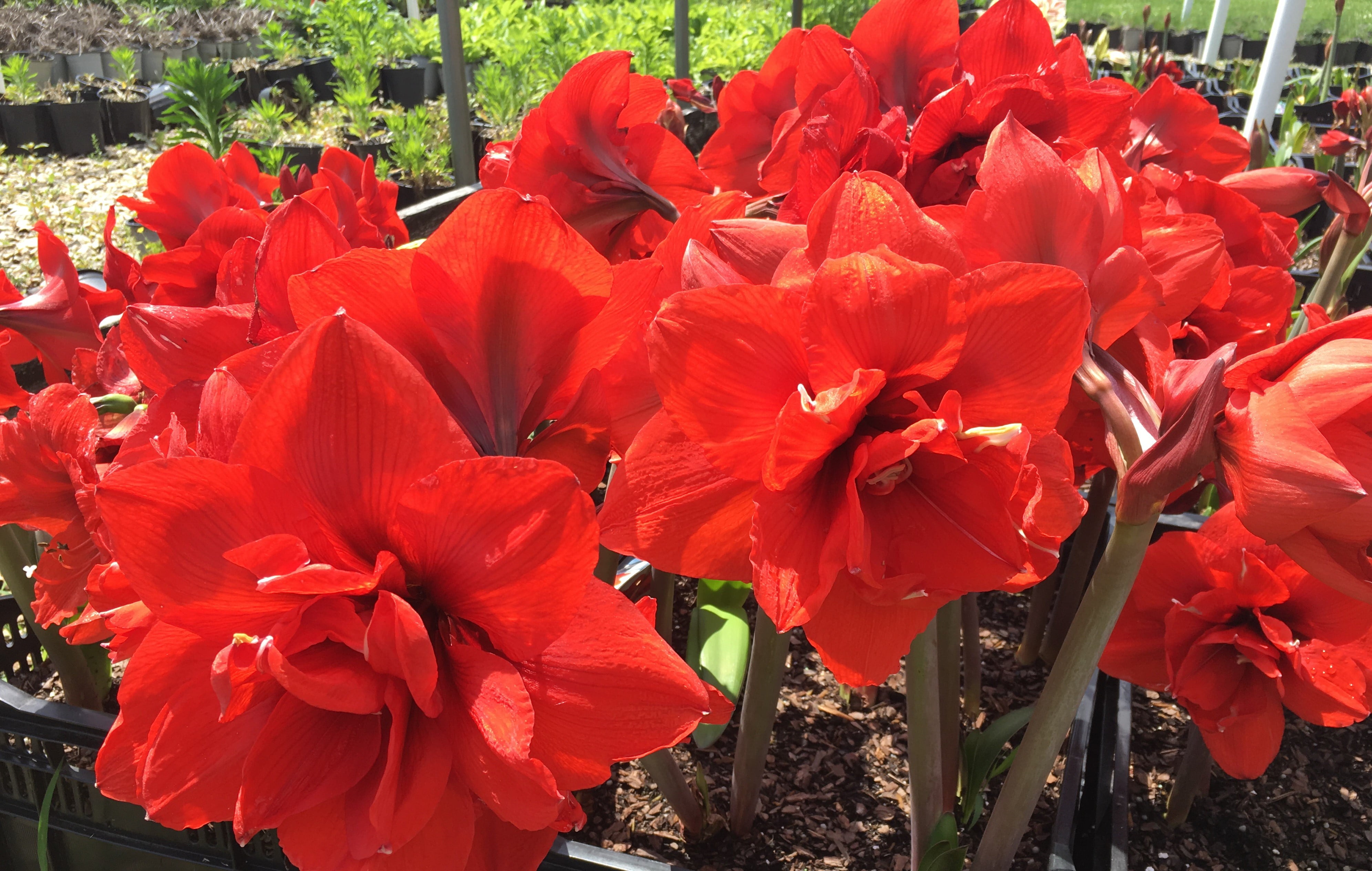 Red Peacock Amaryllis Bulb