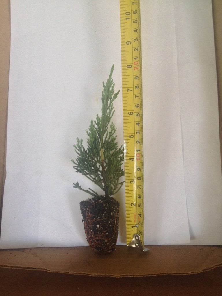 6 Parsoni Juniper - live starter plants less than 12 inches tall