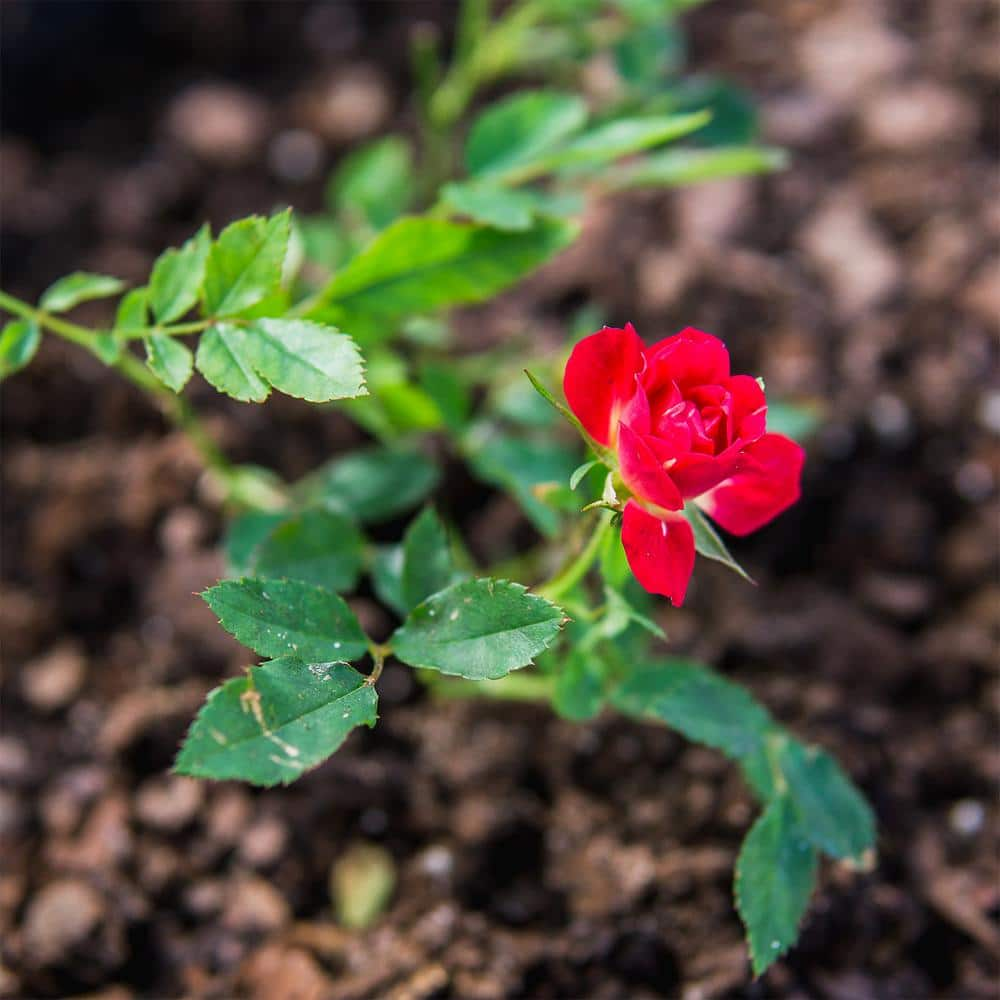 Drift 3 Gal. Red Drift Rose Bush with Red Flowers (2-Pack) THD00085