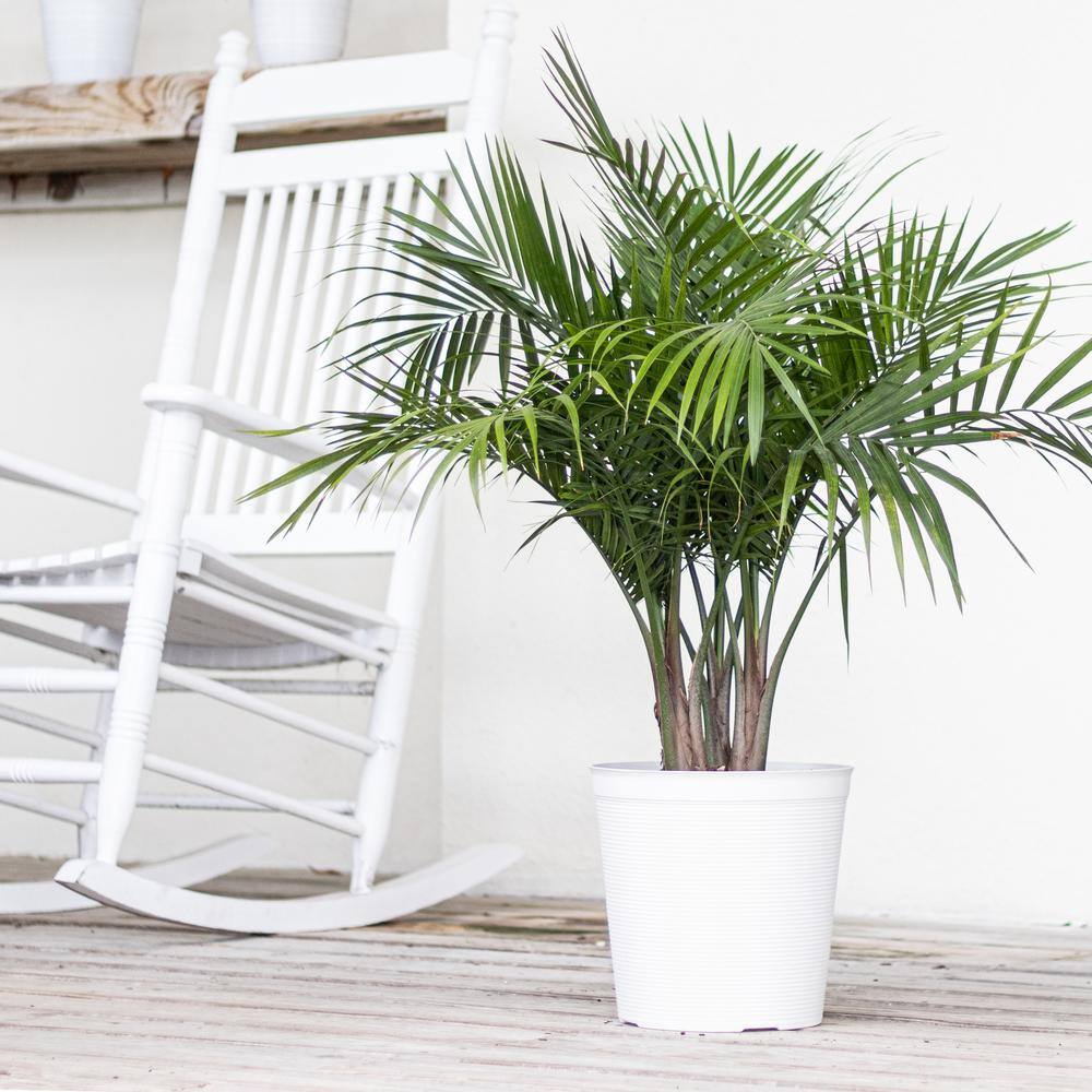 United Nursery Majesty Palm Live Indoor Outdoor Plant in 10 inch White Decor Pot 74509