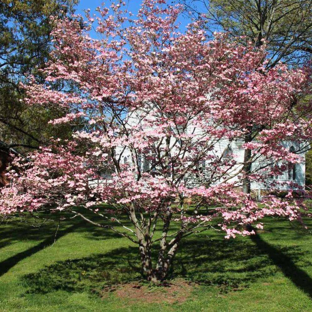 5 Gal. Cherokee Brave Dogwood Flowering Deciduous Tree with Red Flowers DOGCHB05G