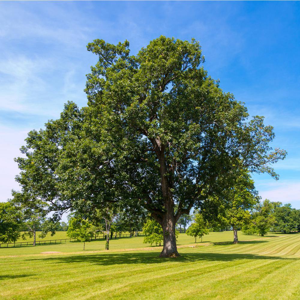Perfect Plants Shumard Oak Tree 1-2 ft. in a Grower's Pot Perfect for Attracting Deer THD10040