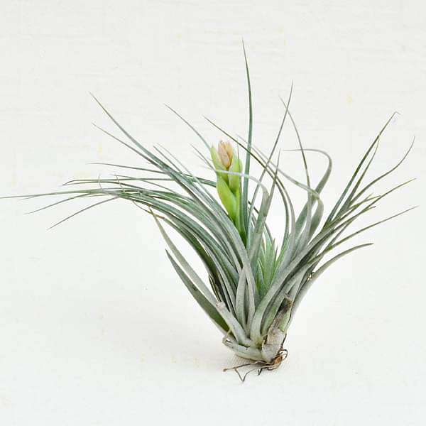 Air Plant, Tillandsia Cotton King - Plant