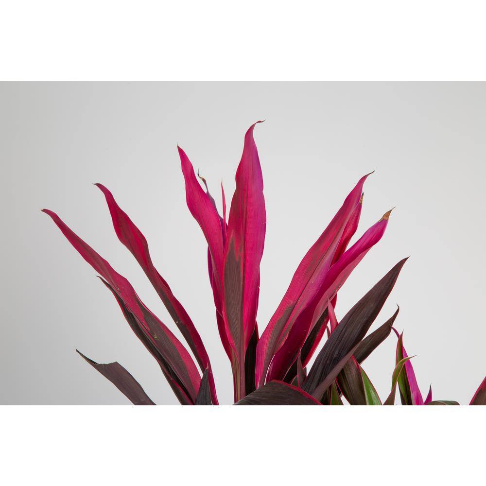 Costa Farms 10 in. Cordyine 3GC0A