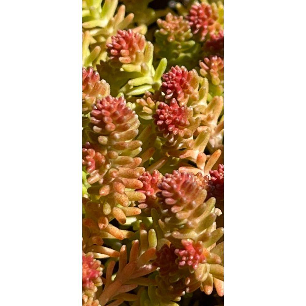 Cesicia Tasteless Stonecrop Spreading Plant (3-Pack) MMPlant10