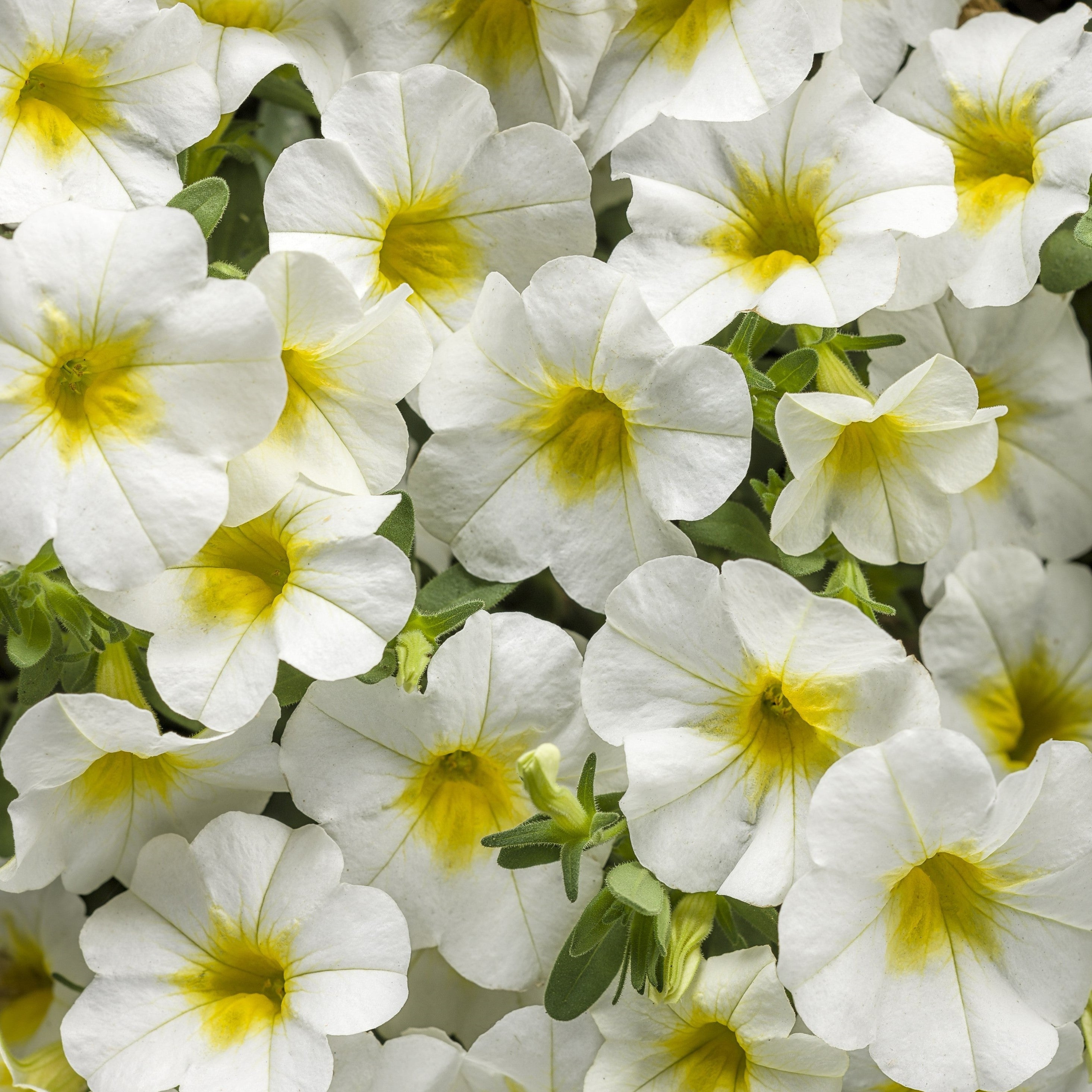 4.25 in. Eco+Grande， Superbells Over Easy (Calibrachoa) Live Plant White and Yellow Flowers (4-Pack)