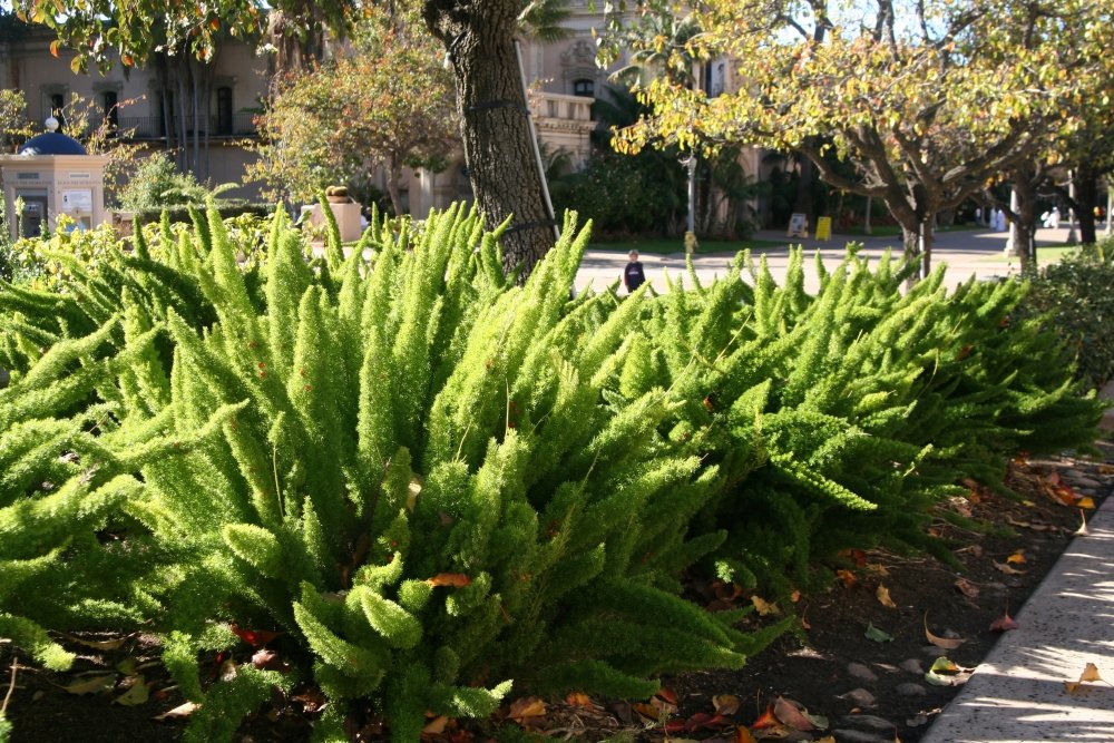 Fern Foxtail Asparagus Meyeri， Bush Ground Cover， 4 Inch Pot