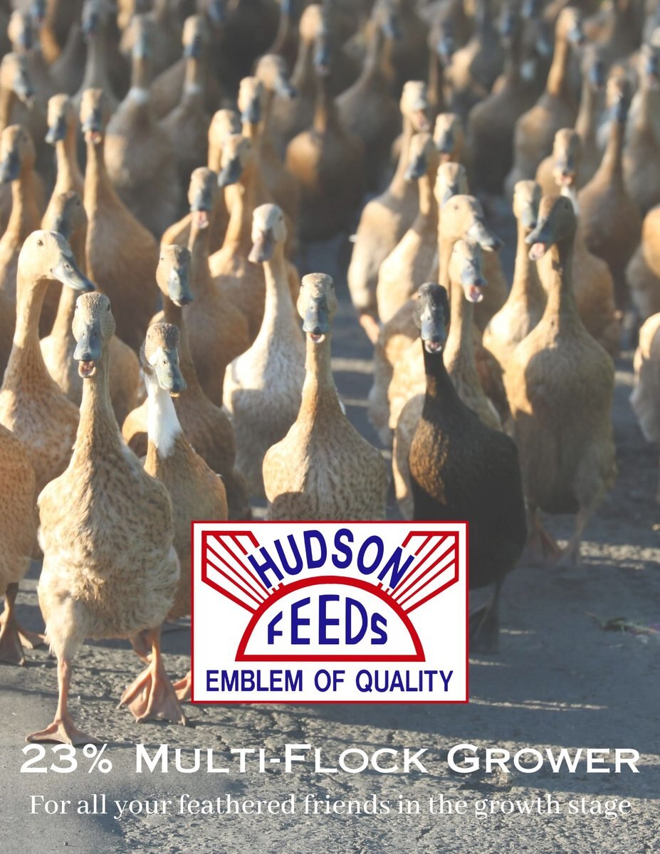 Hudson Feeds 23% Multi Flock Grower Poultry Feed， 50-lb bag