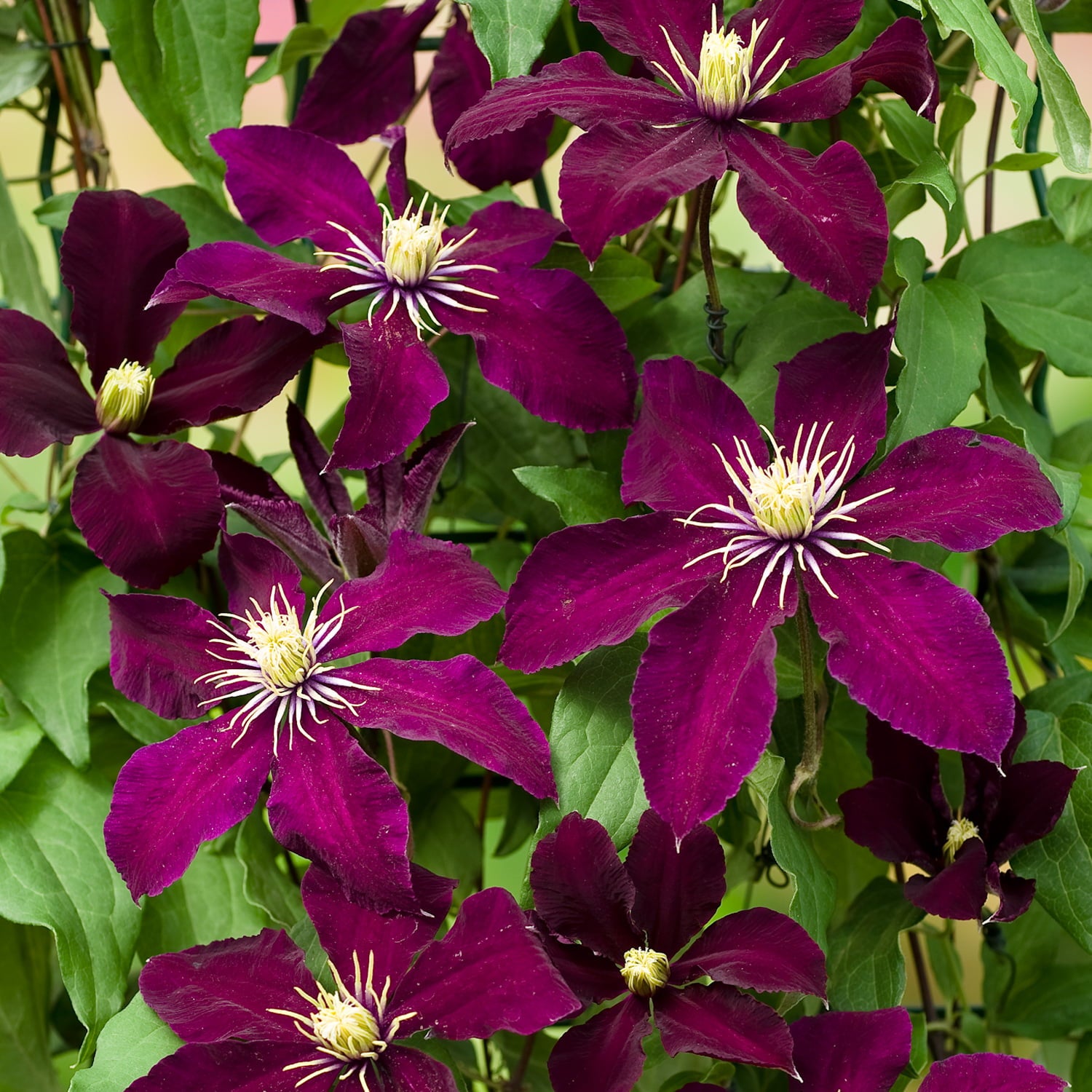 Niobe Clematis Vine -Deep Ruby Red - Majestic - 2.5