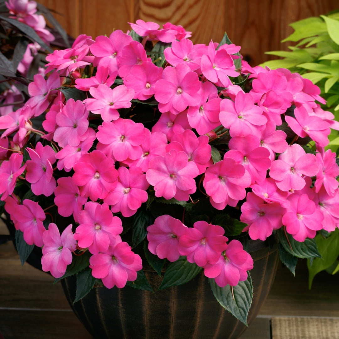 Impatiens Jumbo Splash Vigorous Lavender 3- piece