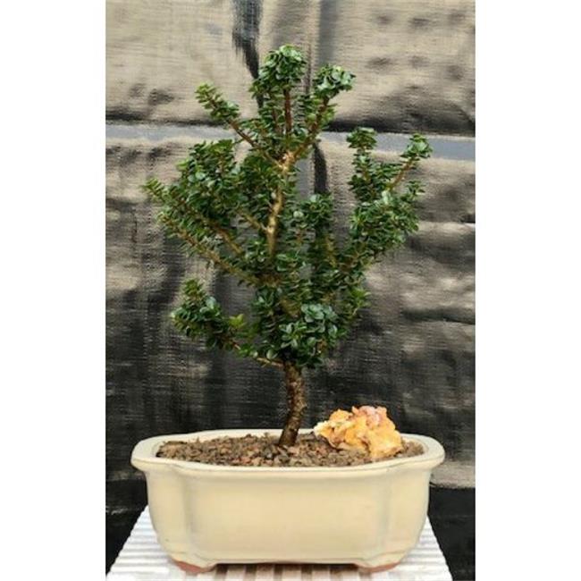 Bonsai Boy b1132 Japanese Ilex Crenata Dwarf Pagoda Holly Tree