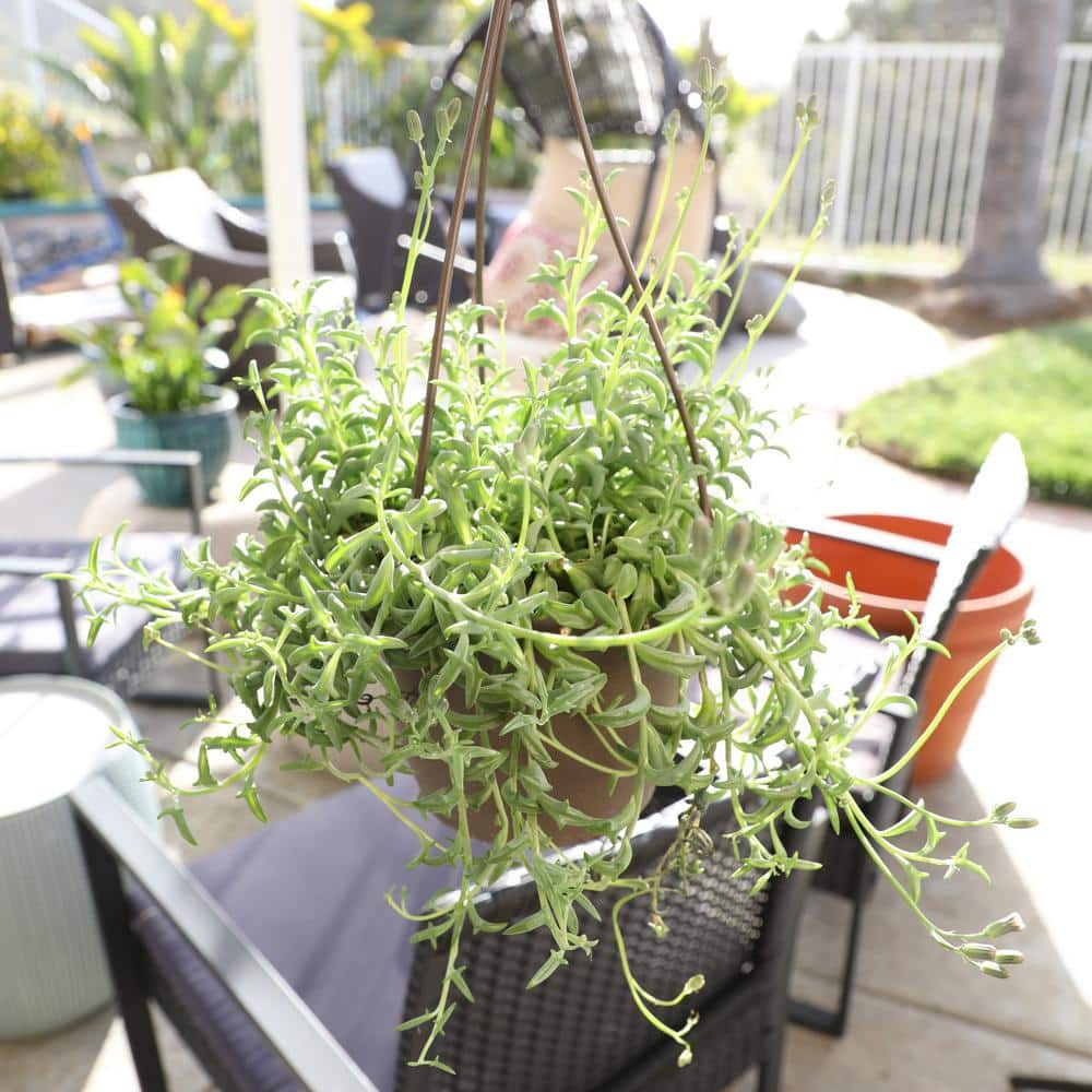 SMART PLANET 6 in. String of Dolphin Succulent Senecio Peregrinus 0881172