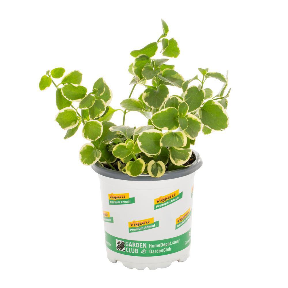 Vigoro 1 Pt. Vinca Major Ground Cover Plant 68893