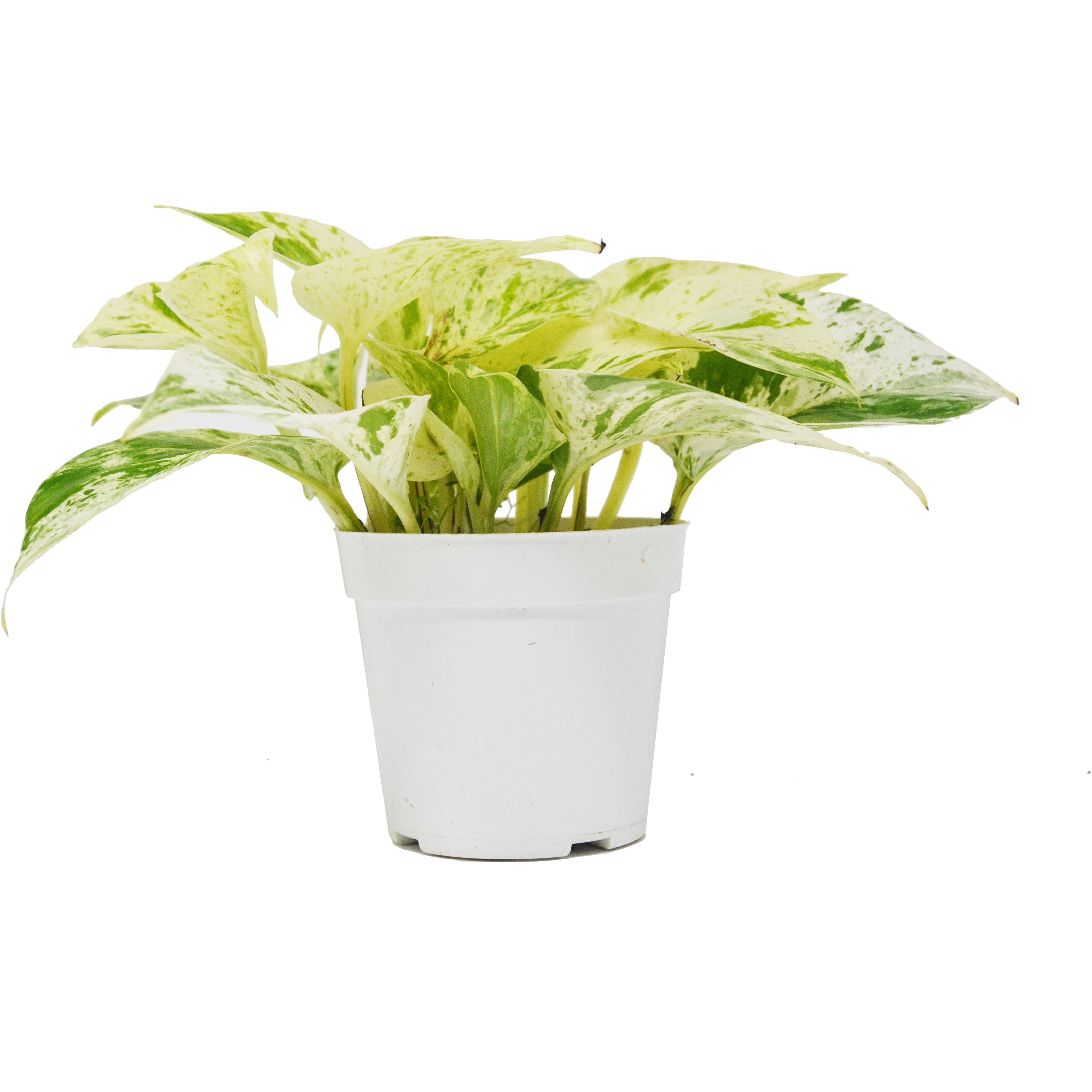 Pothos 'Marble Queen' - 4