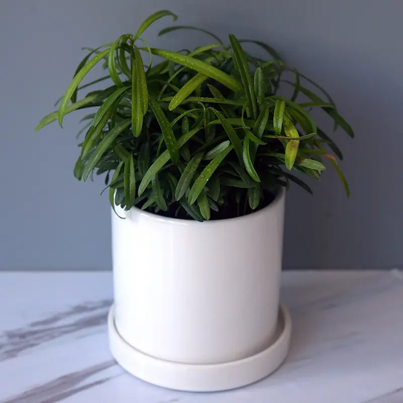 Cheap Sale Home And Garden Decor 5 Inch Dia Cylinder Ceramic Planter Pot  Round Flowerpot Nordic Simple Succulent Plant Pot