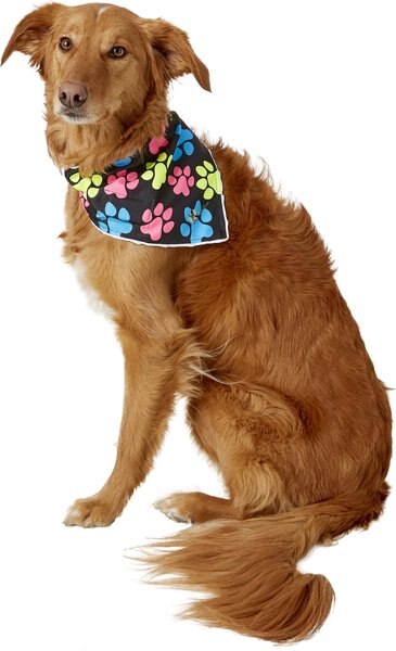 Healers Spot-Lite LED Lighted Dog Bandana