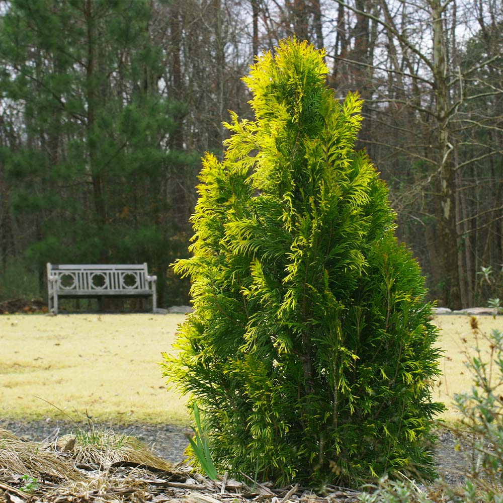 Berckman's Gold Arborvitae