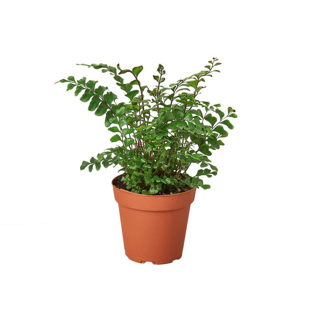 Mahogany Fern (Didymochlaena) Plant in 4 in. Grower Pot 4_FERN_MAHOGANY