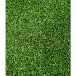 JB 25 lbs. Perennial Ryegrass Lawn Seed 25Sun