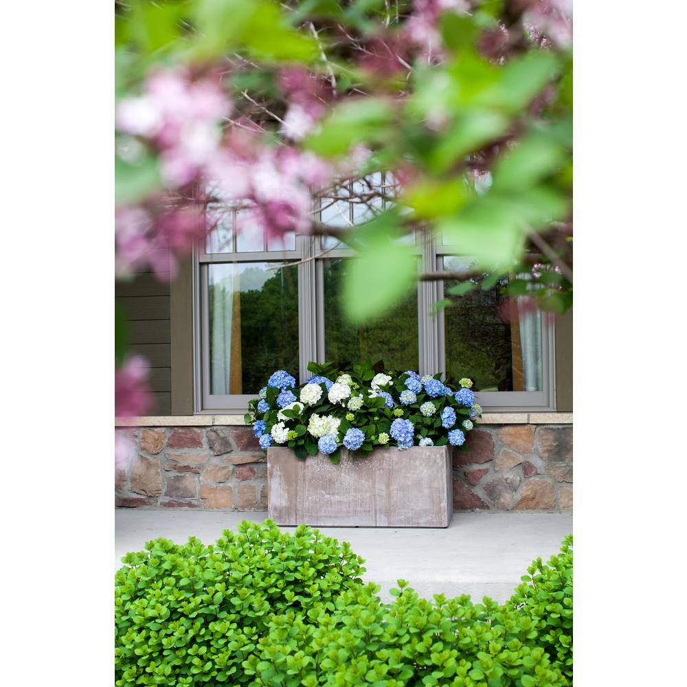 Brighter Blooms 2 Gal. The Original Reblooming Hydrangea Flowering Shrub with Pink or Blue Flowers HYD-END2