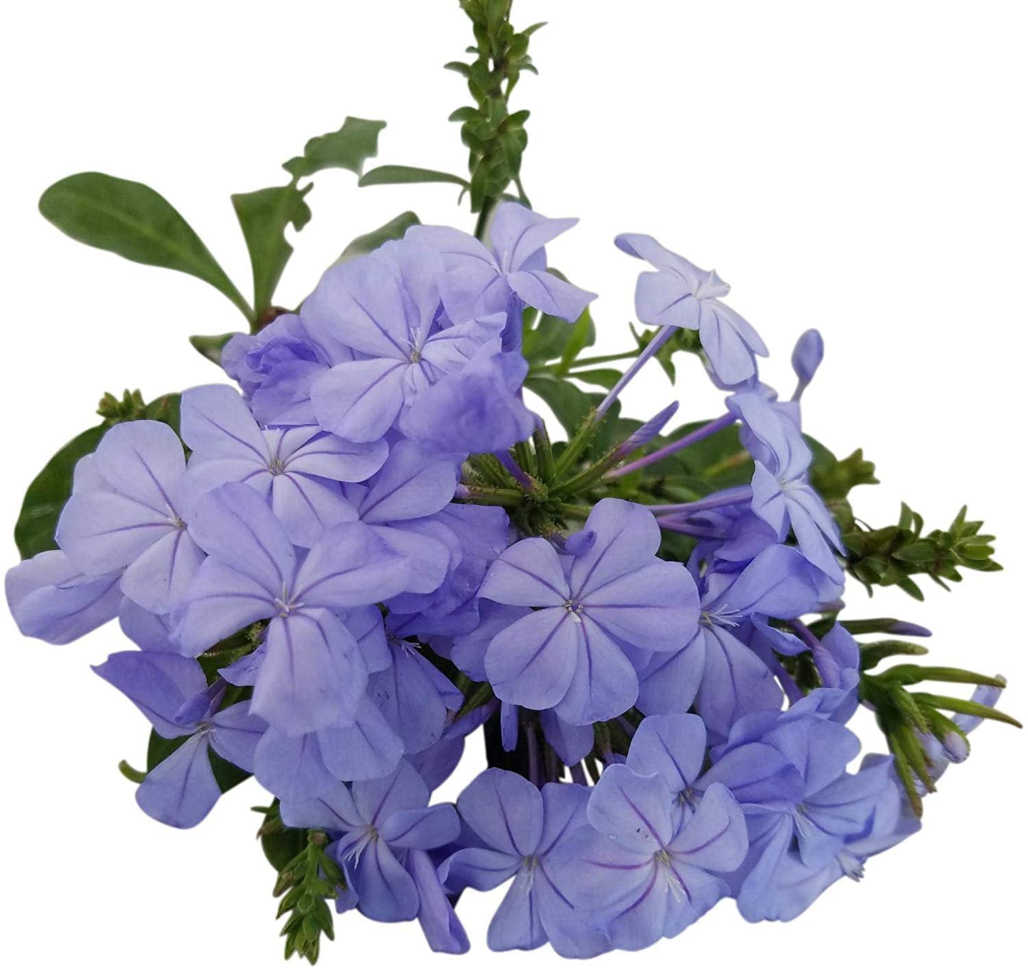 Plumbago Auriculata Perennial Shrub， Imperial Blue Flower， Gallon Pot