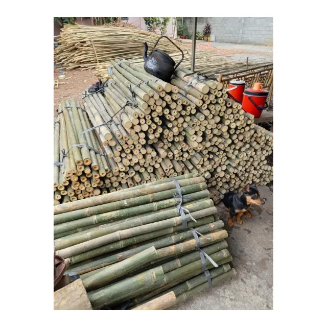 100% Natural Bamboo Poles Vietnam Bamboo Canes for Sale in Large Quantities Bamboo Canes for Garden Supplies