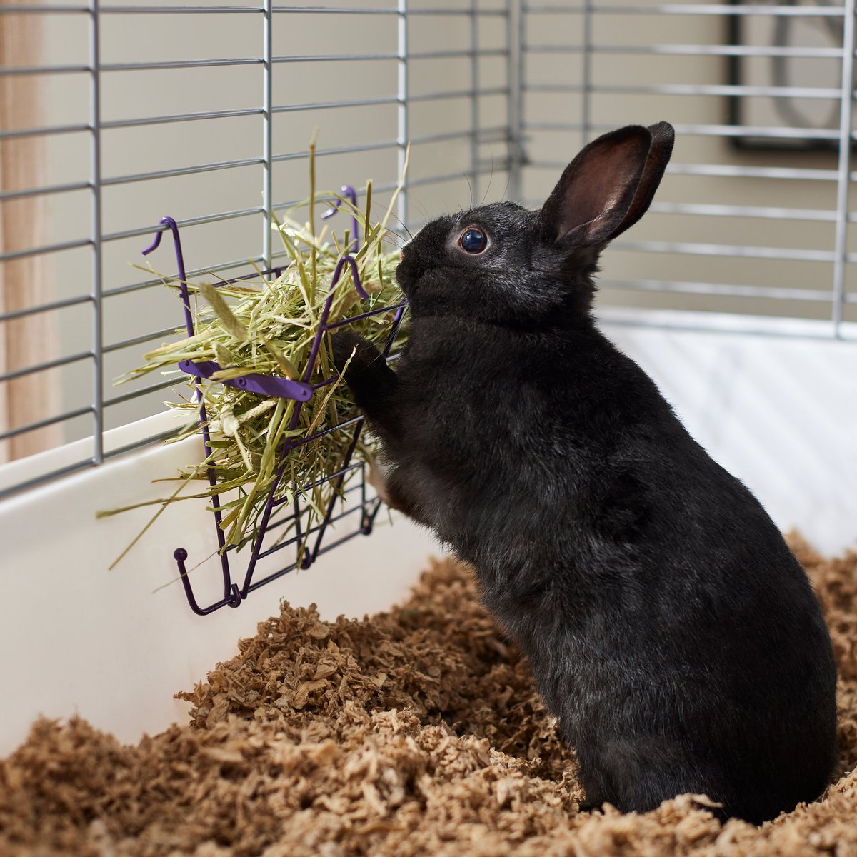 Frisco Small Pet Timothy Hay