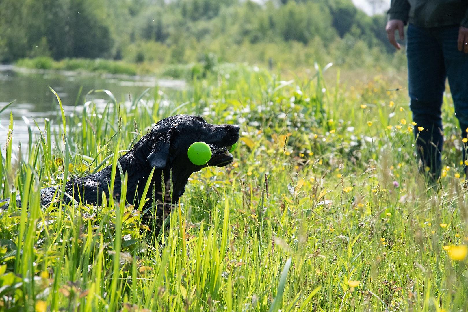 Dog Comets Meteor Throwing Stick Green L