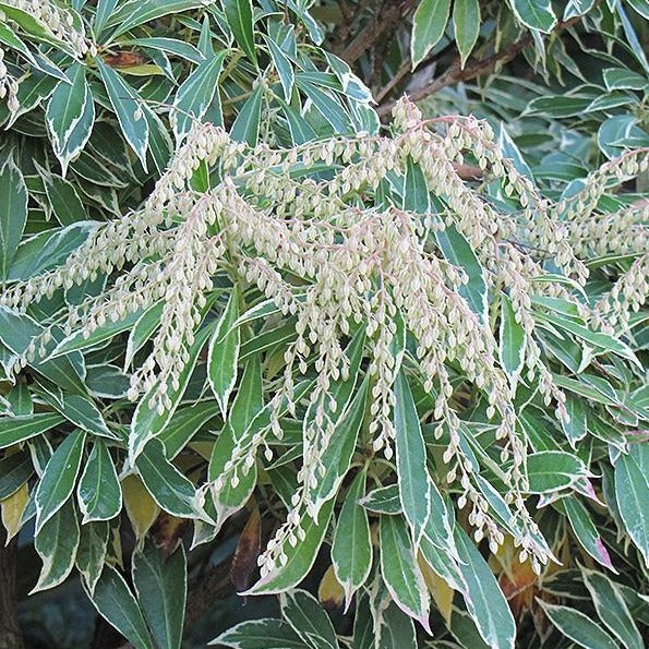 Variegated Pieris