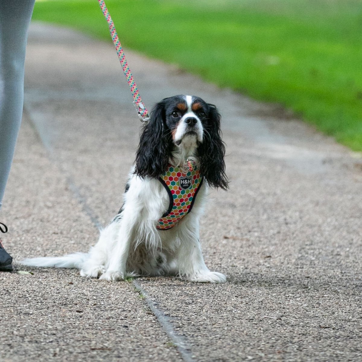 HUGO and HUDSON Nylon Geometric Bone Buckle Dog Collar