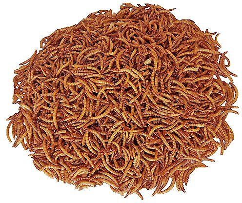 Exotic Nutrition Critter Selects Dried Mealworm Small Pet Treat， 1.41-oz bag