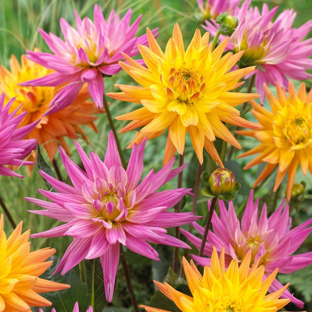 VAN ZYVERDEN Pink Lemonade Dahlias Blend Bulbs (Set of 7) 830931