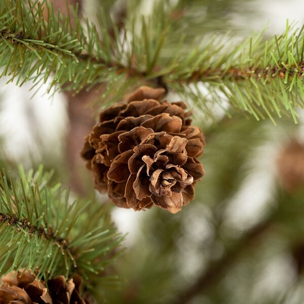 Sullivans Pinecone Tree In Burlap，Green