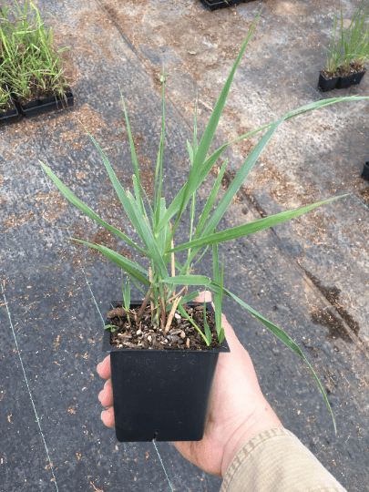 3 Karl Foerster Feather Grass in 4 Inch Containers