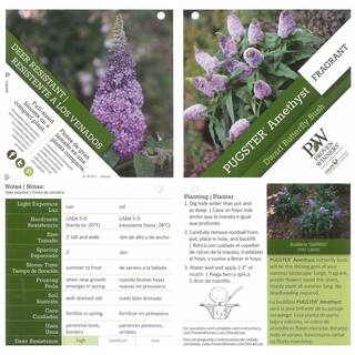 PROVEN WINNERS 4.5 in. Quart Pugster Amethyst Butterfly Bush (Buddleia) Live Shrub with Purple Flowers BUDPRC1447800