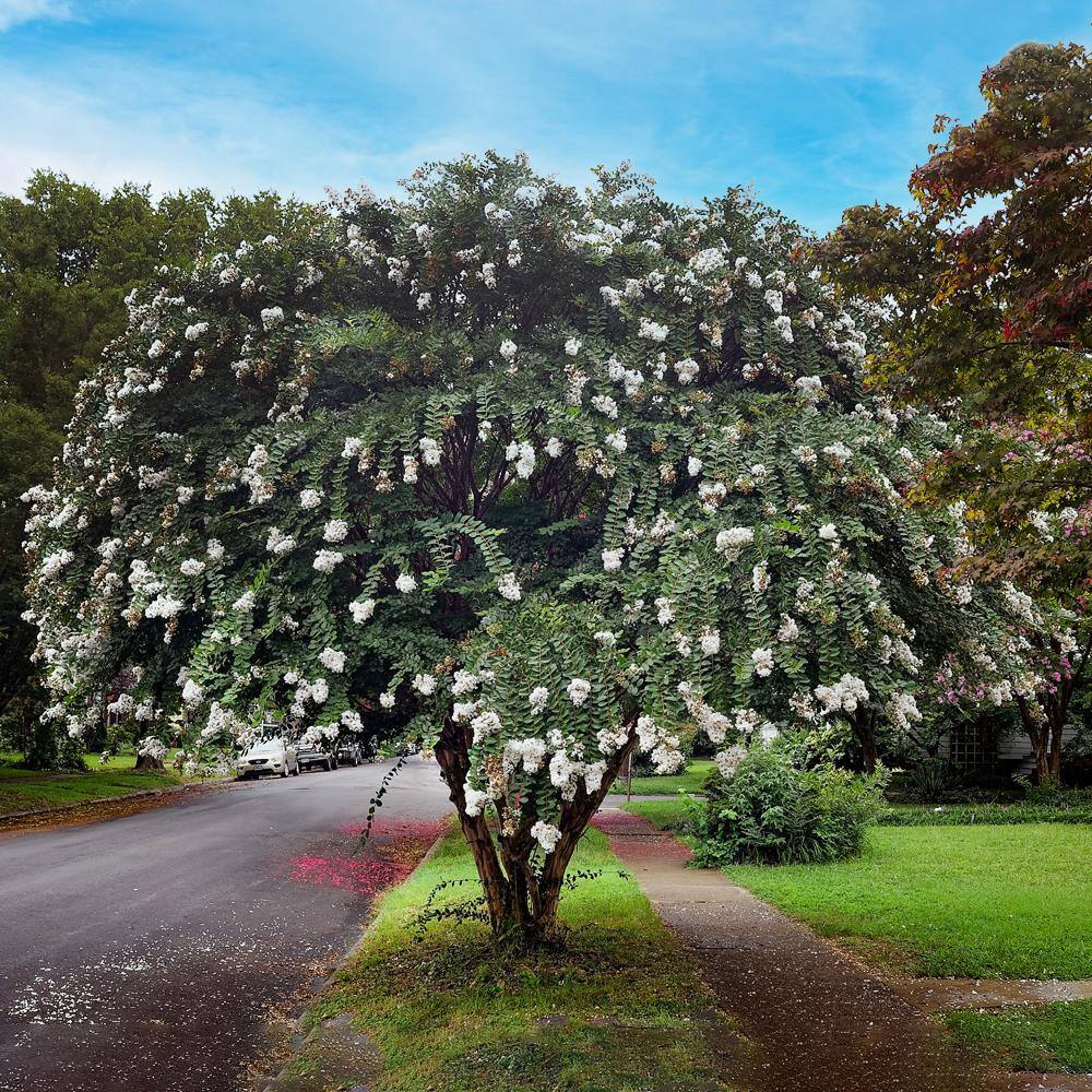 Natchez Crape Myrtle Green Leaf White Flowering Ornamental Tree CRMNAT07G