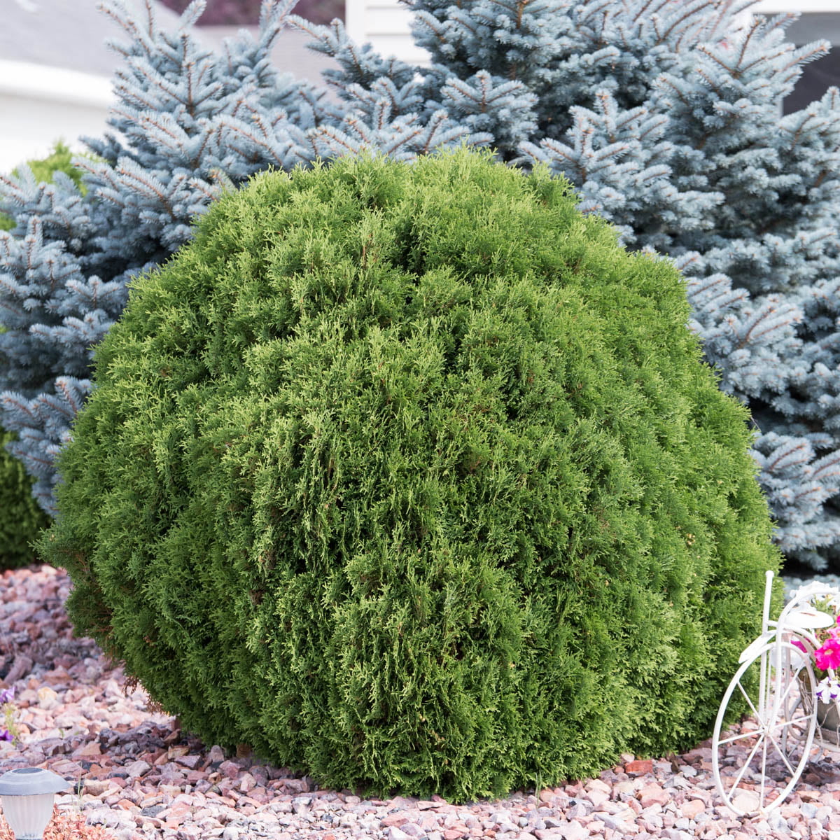 Woodward Globe Arborvitae Dormant Bare Root Evergreen Shrub， 12 to 18 inches tall， 1-Pack