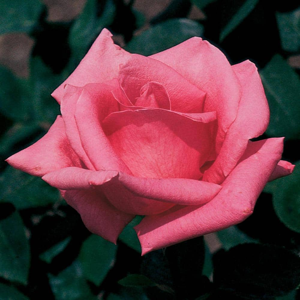 Spring Hill Nurseries Pink Peace Hybrid Tea Rose Dormant Bare Root Plant with Pink Color Flowers (1-Pack) 86308