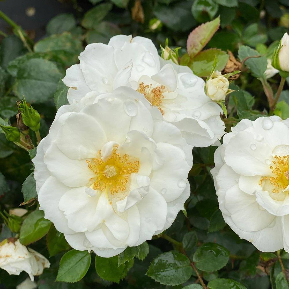 PROVEN WINNERS 4.5 in. qt. Oso Easy Ice Bay Rose (Rosa) with White Flowers ROSPRC1157800