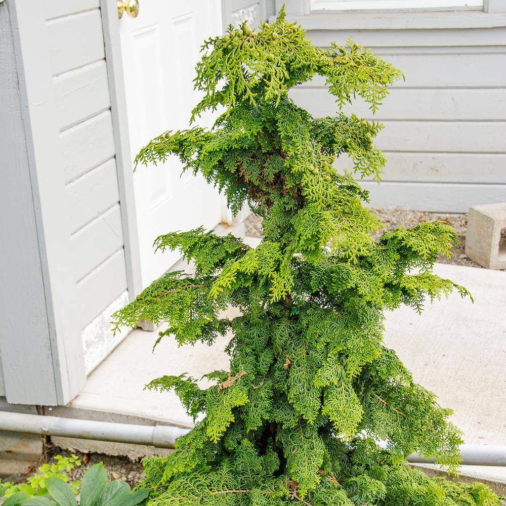 Spring Hill Nurseries 2.25 Gal. Pot Hinoki Gold Fernspray Cypress Live Potted Evergreen Shrub (1-Pack) 91656