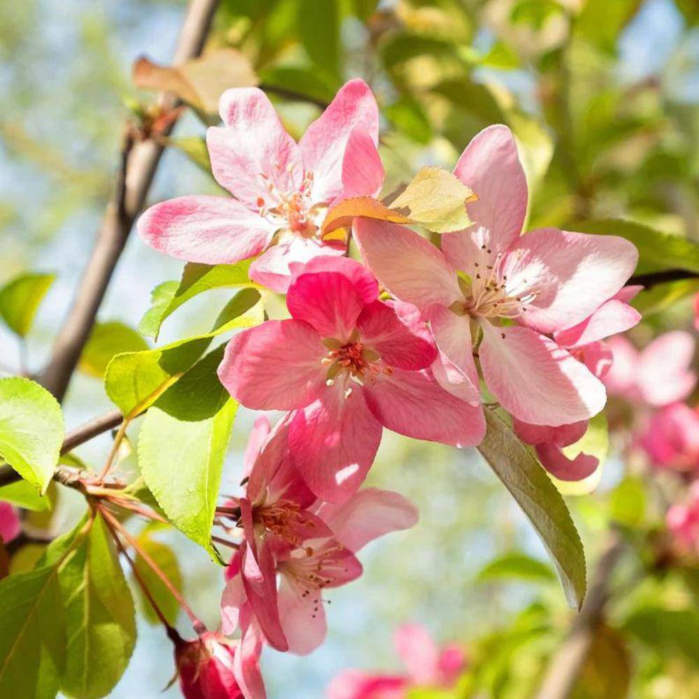 1 gal. Floribunda Crabapple Tree CRAFLO01G