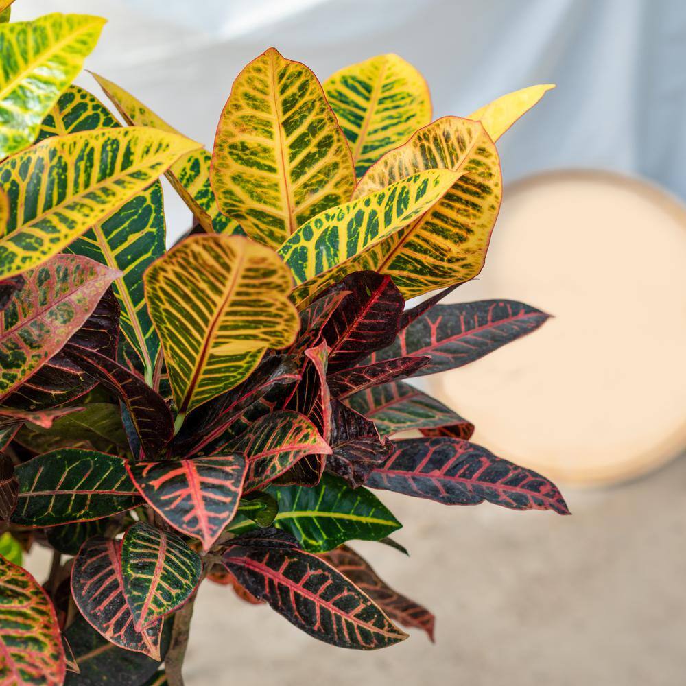 Pure Beauty Farms 2.5 Qt. Croton Petra Shrub Plant in 6.33 In. Grower's Pot (2-Plants) DC1GCROTON2