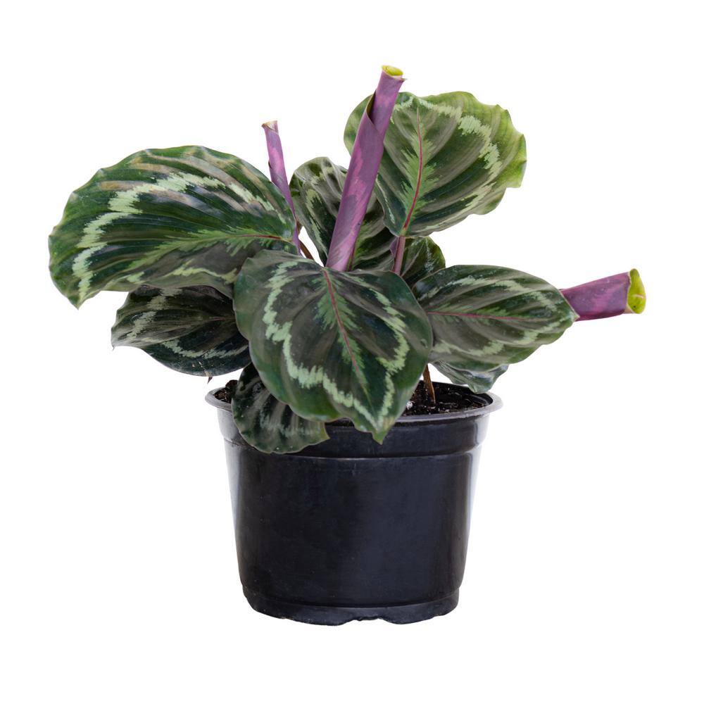 United Nursery Calathea Medallion Plant in 6 inch Grower Pot 78699