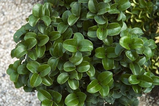 Ligustrum Coriaceum