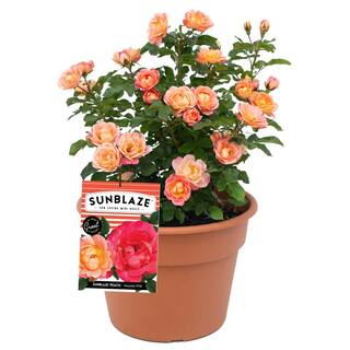 Sunblaze 2.5 In. Sunblaze Peach Mini Rose Bush with Orange-Pink Flowers (3-Pack) HD1614