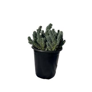 Zeus  Ruta Blue Spruce Stonecrop Plants Pet-Safe Spreading in Pots (1-Pack) W1010-BS1